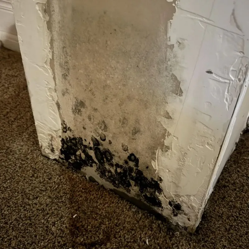 Professional Mold Removal in Garvin County, OK